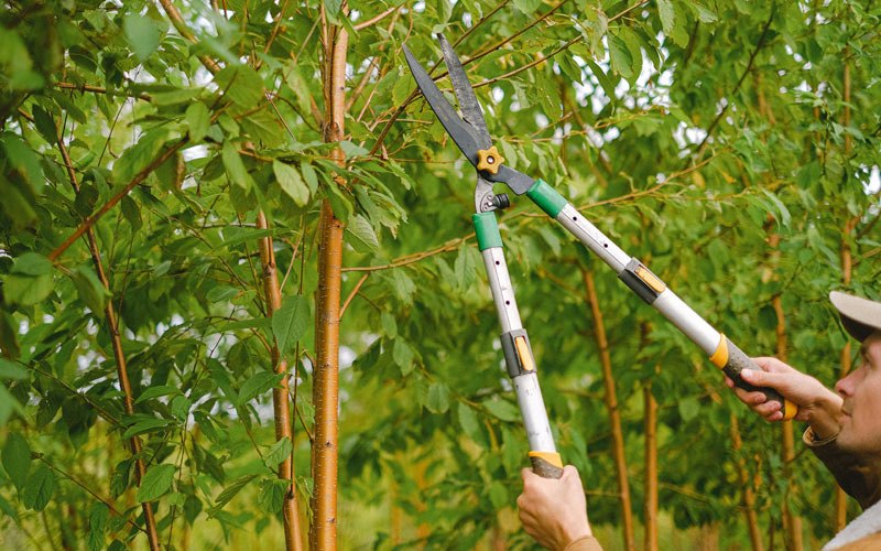 Tree trimming in Wind Gap, PA