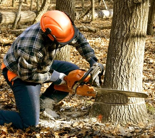 Tree Removal in Wind Gap, PA
